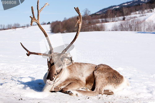 Image of Reindeer
