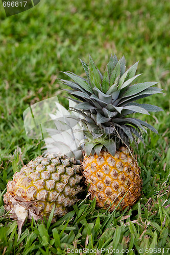 Image of Pineapple