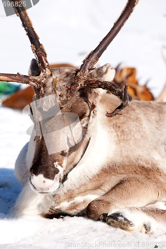 Image of Reindeer