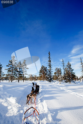 Image of Dog Sled Team