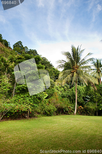 Image of Tropical Back yard