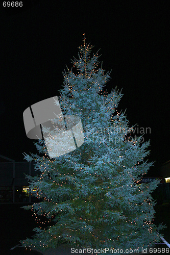 Image of winter fir
