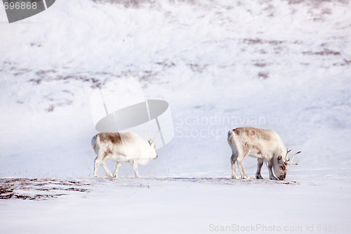 Image of Reindeer