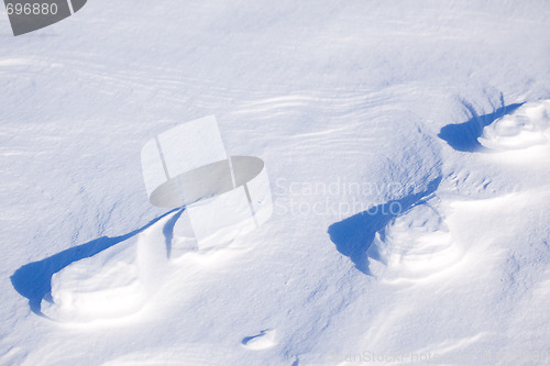 Image of Polar Bear Track