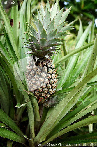 Image of Pineapple Plant