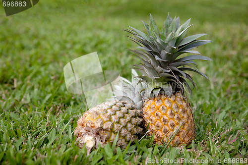Image of Pineapple