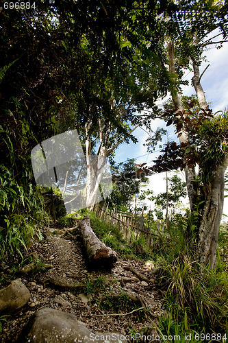 Image of Tropical Mountain Trail
