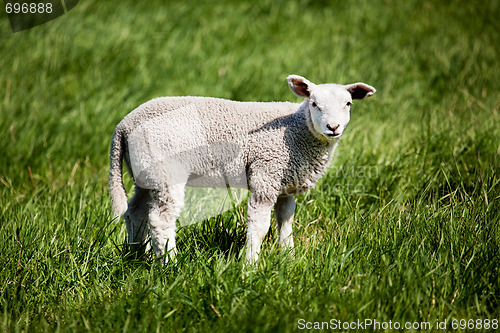 Image of Lamb