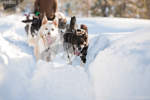 Image of Sled Dog