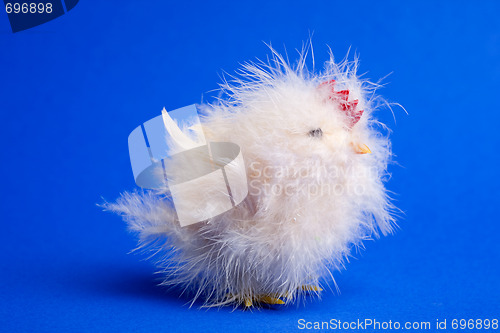 Image of Little Chick