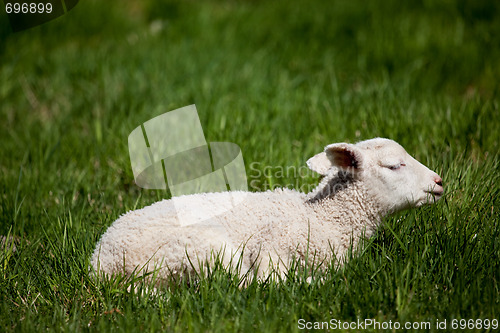 Image of Sleep Lamb