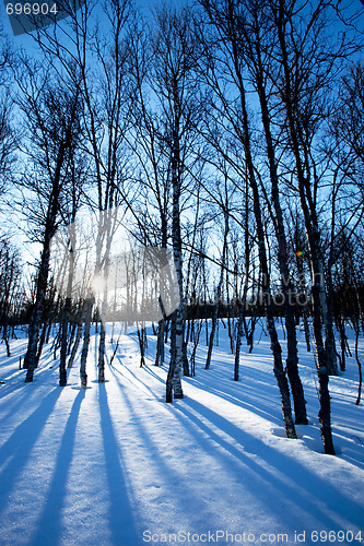 Image of Winter Forest