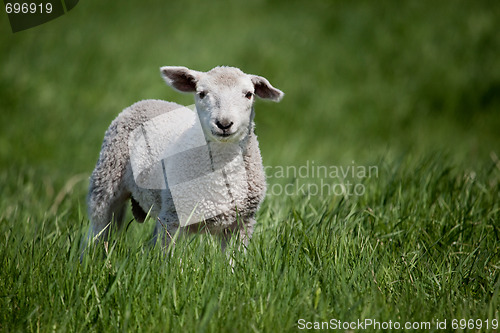 Image of Lamb