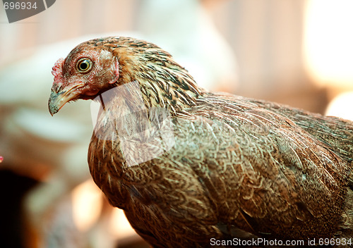 Image of Brown Chicken