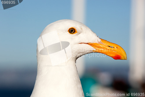 Image of Seagull Head