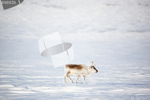 Image of Reindeer