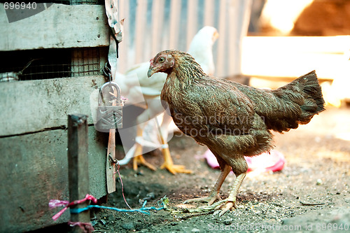 Image of Market Chicken