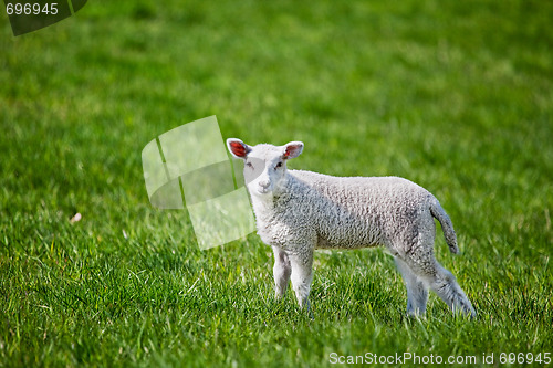 Image of Lamb