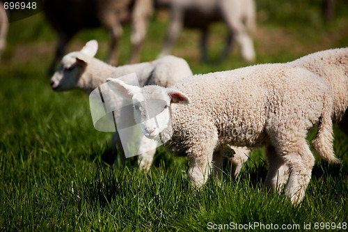 Image of Curious Lamb