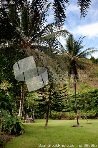 Image of Tropical Back Yard