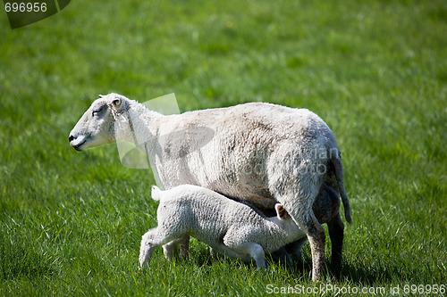 Image of Nursing Lamb