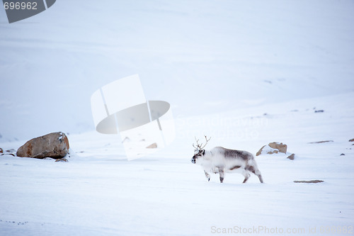 Image of Reindeer