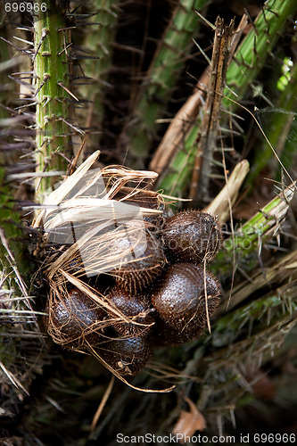 Image of Snake Fruit