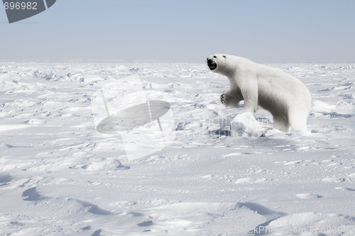 Image of Polar Bear