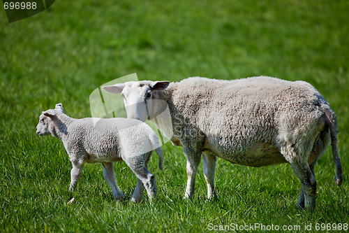 Image of Mother Sheep