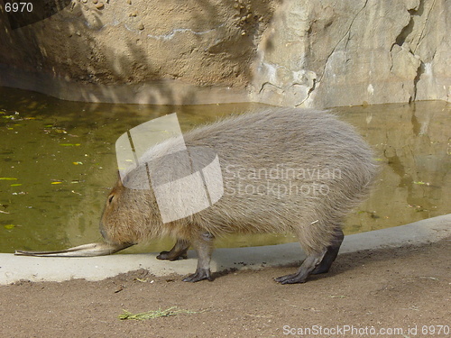 Image of Animal in San Diego Zoo