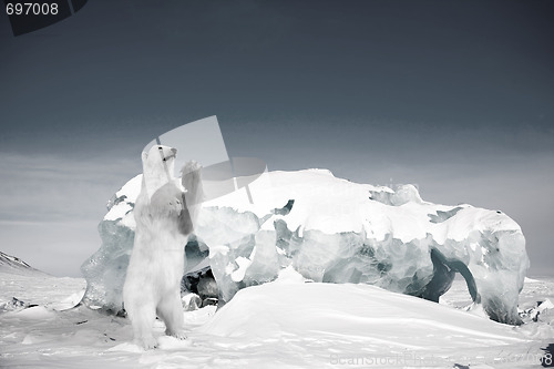 Image of Polar Bear