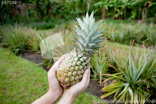 Image of Fresh Pineapple