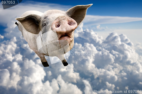 Image of Flying Pig