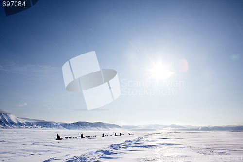 Image of Dog Sled Expedition