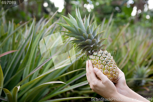 Image of Fresh Pineapple