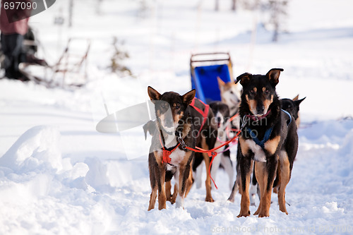 Image of Dog Sled Team