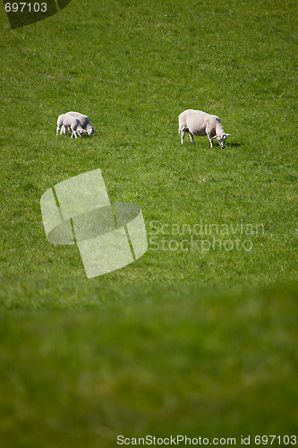 Image of Mother Sheep