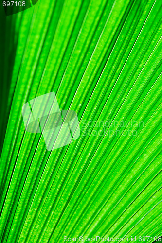 Image of Leaf Texture