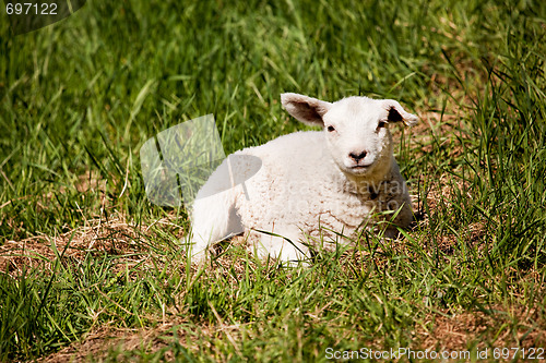 Image of Resting Sheep