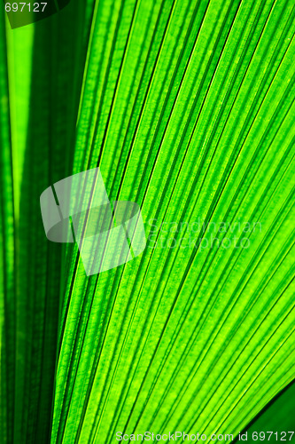 Image of Leaf Texture