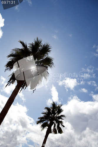 Image of Palm Tree