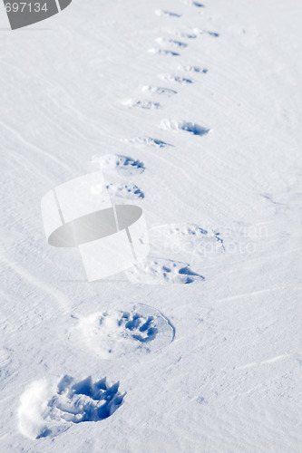 Image of Polar Bear Tracks