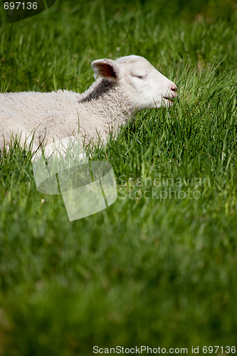 Image of Lamb Smile