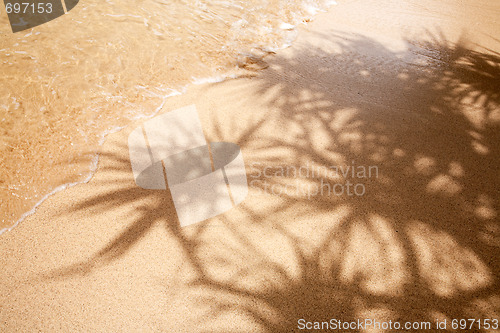 Image of Tropical Background