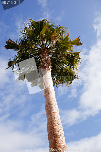 Image of Palm Tree