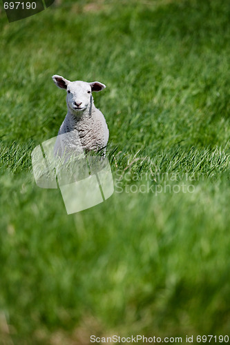 Image of Lamb