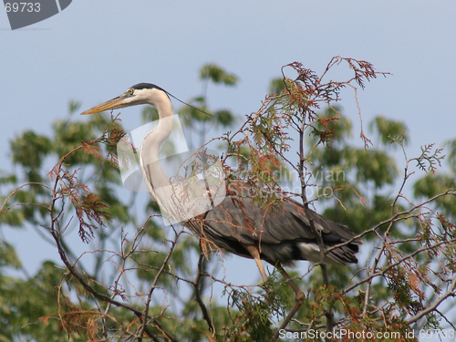 Image of Tree Top Egret