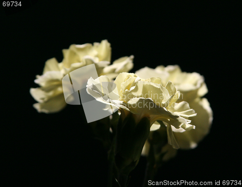 Image of Yellow Carnations