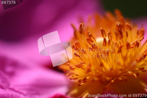 Image of Pink Rockrose