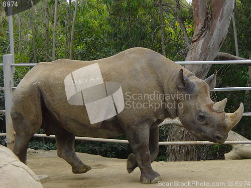 Image of Rhinoceros At San Diego Zoo